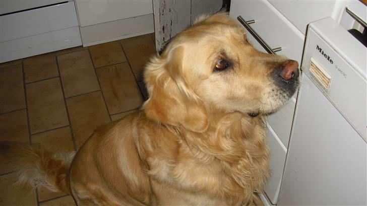 Golden retriever Tempo - Tempo <3 billede 1