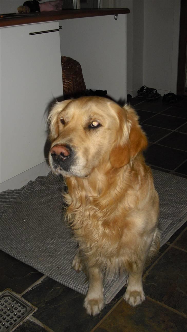 Golden retriever Tempo - Tempo ude i gangen :) billede 3