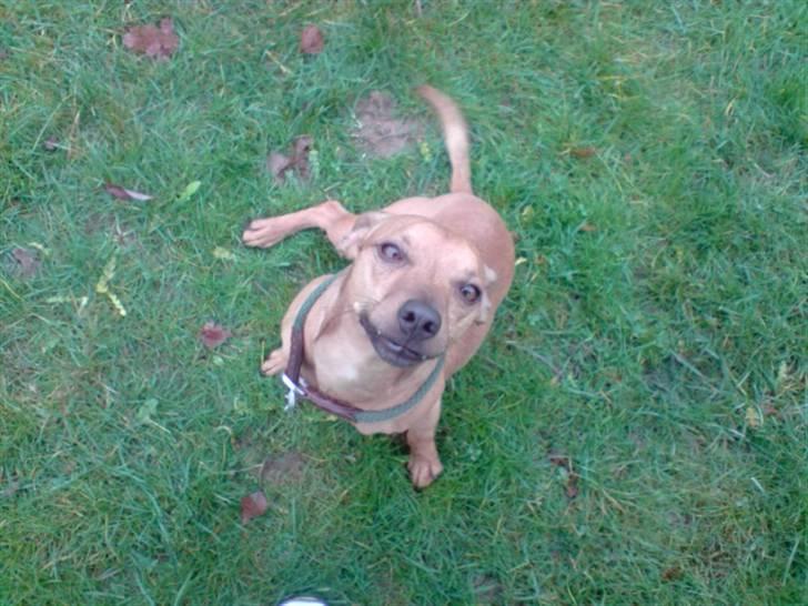 Blanding af racer Pjevsen - Min næse er da ikke stoor?  billede 11