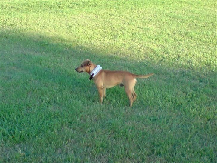 Blanding af racer Pjevsen billede 12