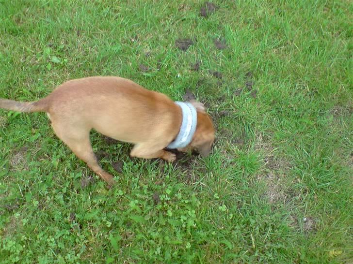 Blanding af racer Pjevsen billede 13