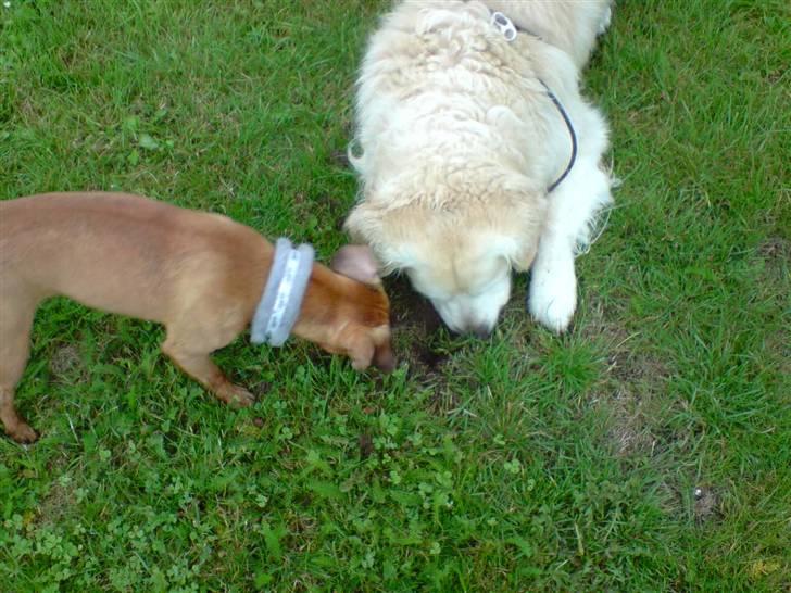 Blanding af racer Pjevsen - vi finder noget godt her! billede 14