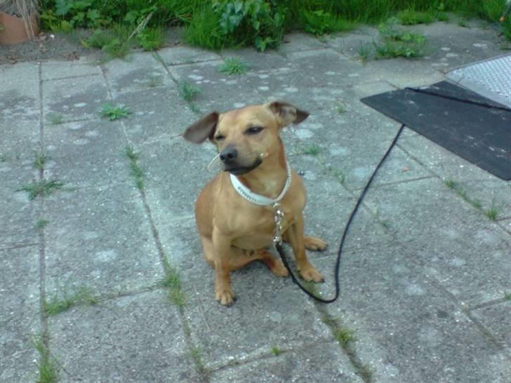 Blanding af racer Pjevsen billede 15