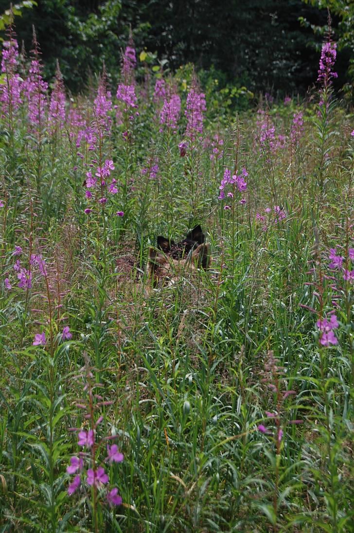 Finsk lapphund Fjällfarmens Qikki - Helt væk i græsset, sammen med Ollie! :D billede 29