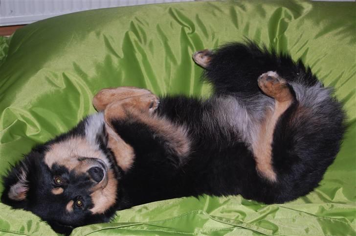 Finsk lapphund DKCH Fjällfarmens Oliwia - "Fjollie" :D billede 37