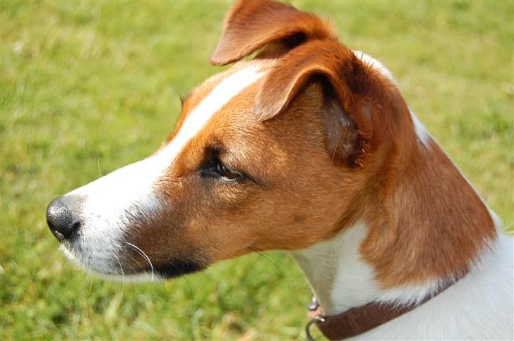 Glathåret foxterrier Foxy  billede 1