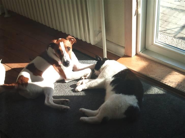 Glathåret foxterrier Foxy  billede 2