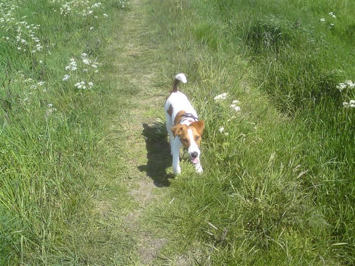 Glathåret foxterrier Foxy  billede 3