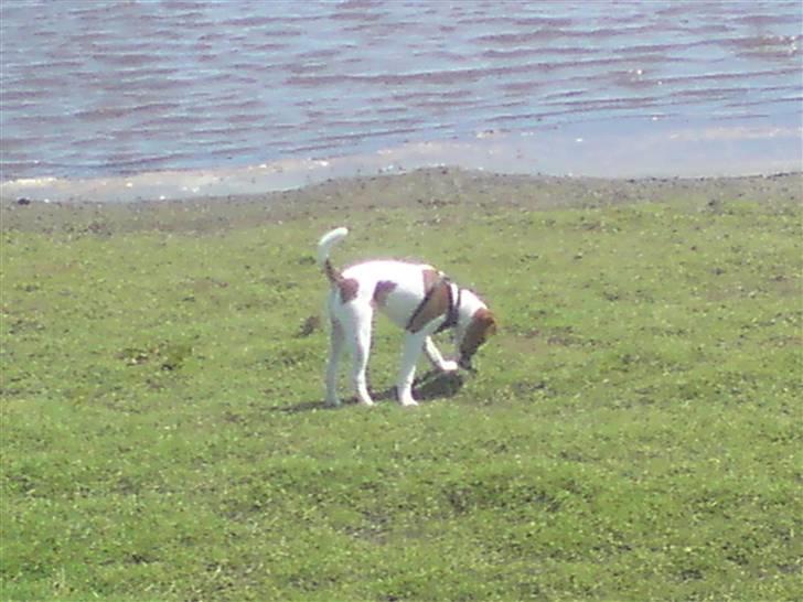 Glathåret foxterrier Foxy  billede 4