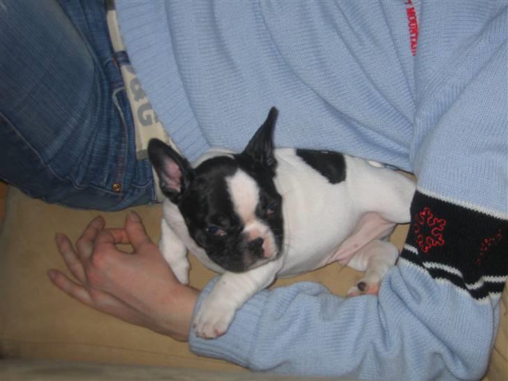 Fransk bulldog Herkules billede 10