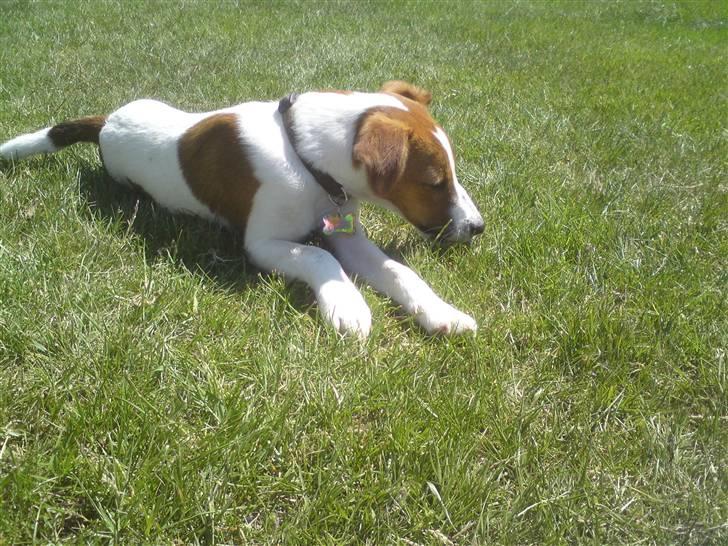 Glathåret foxterrier Foxy  billede 5