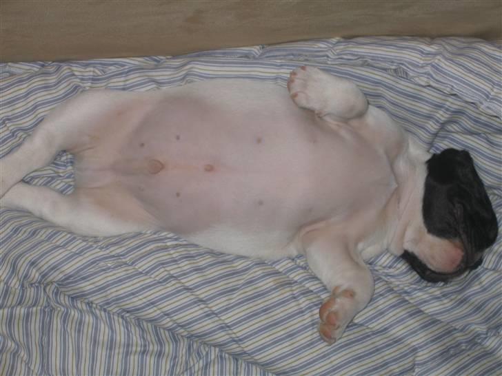 Fransk bulldog Herkules - SKØNT at sove billede 11
