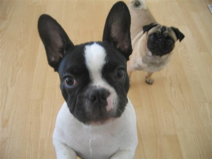 Fransk bulldog Herkules billede 12