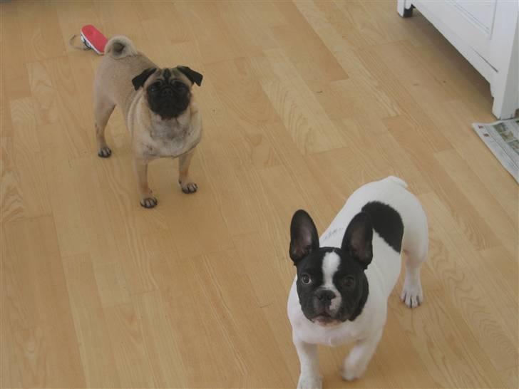 Fransk bulldog Herkules billede 13