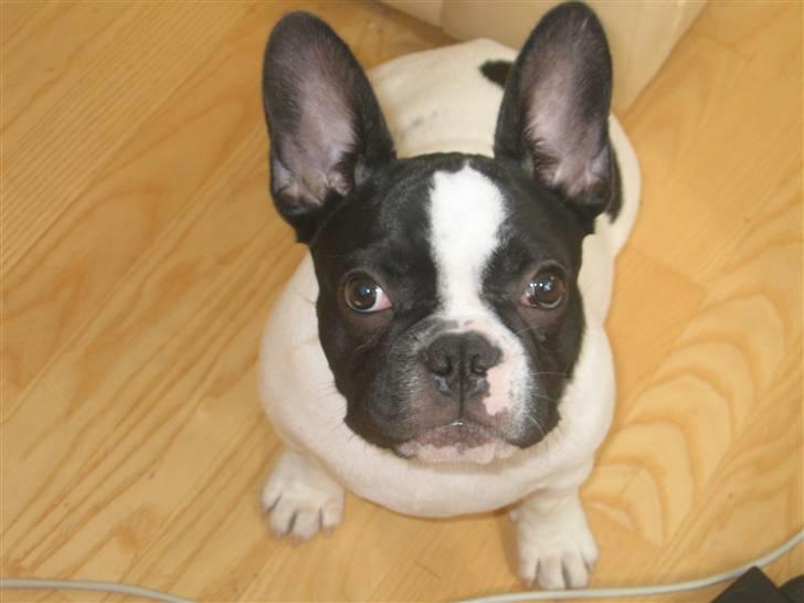 Fransk bulldog Herkules billede 14