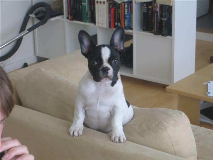 Fransk bulldog Herkules billede 15