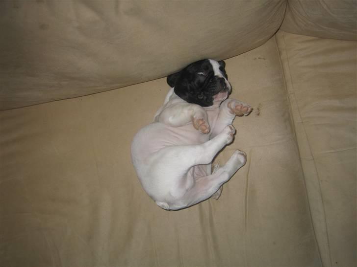 Fransk bulldog Herkules - Det er hårdt at vågne billede 16