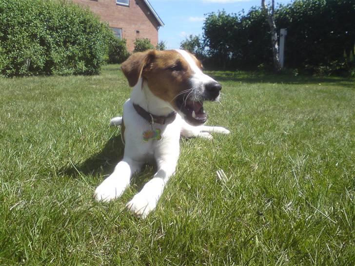 Glathåret foxterrier Foxy  billede 6