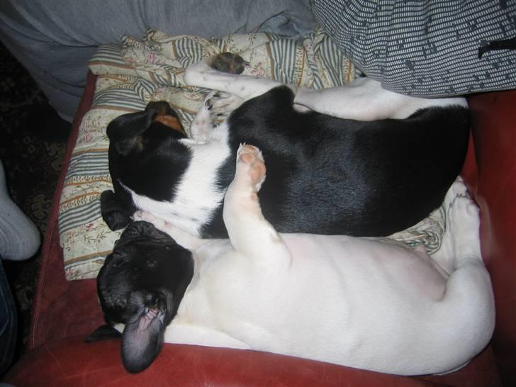 Fransk bulldog Herkules billede 17