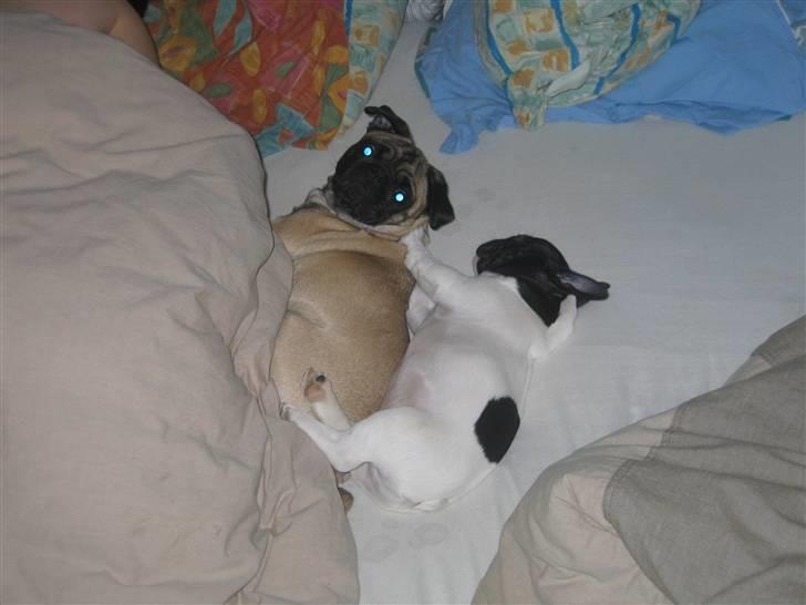 Fransk bulldog Herkules billede 18