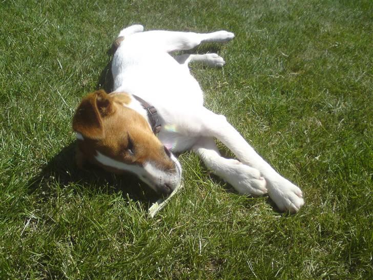 Glathåret foxterrier Foxy  billede 7