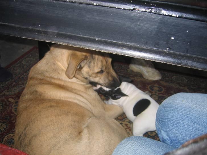 Fransk bulldog Herkules - Leger med sin ven Mulle billede 19