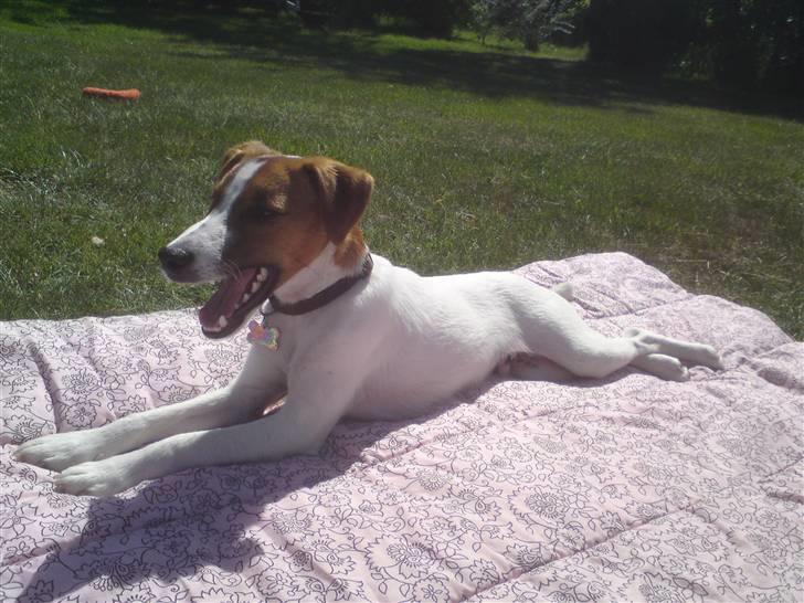 Glathåret foxterrier Foxy  billede 8