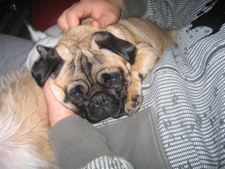 Mops Minnie - RIP 09.03.13 billede 16