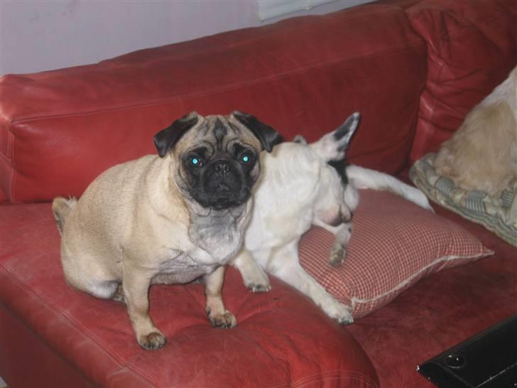 Mops Minnie - RIP 09.03.13 billede 17