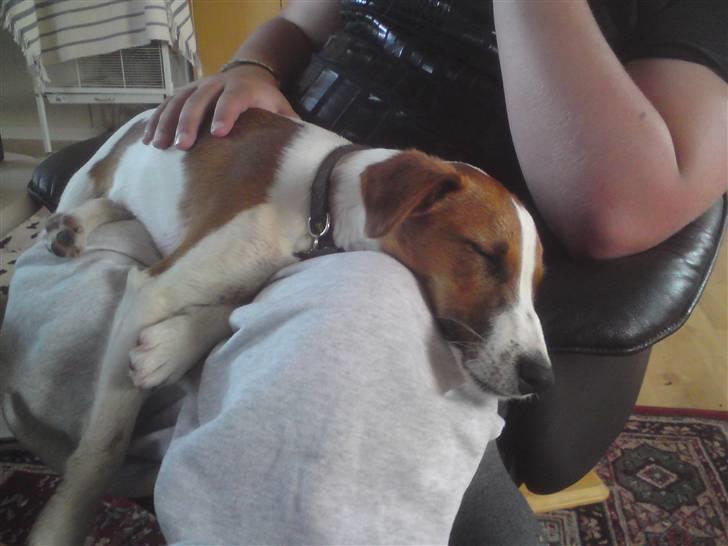 Glathåret foxterrier Foxy  billede 9