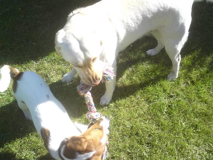 Glathåret foxterrier Foxy  - Mille og Foxy skal helst lege med det samme stykke legetøj  billede 10