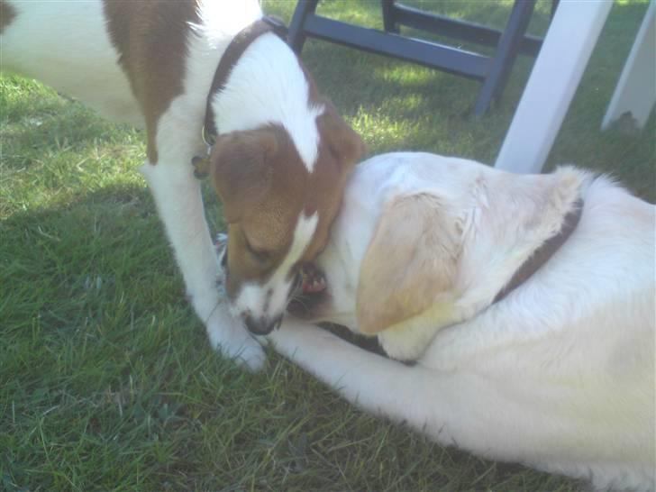 Glathåret foxterrier Foxy  billede 11