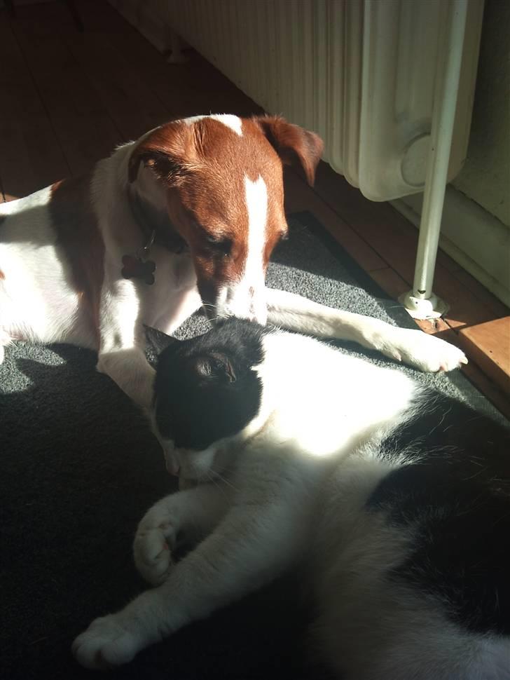 Glathåret foxterrier Foxy  billede 12