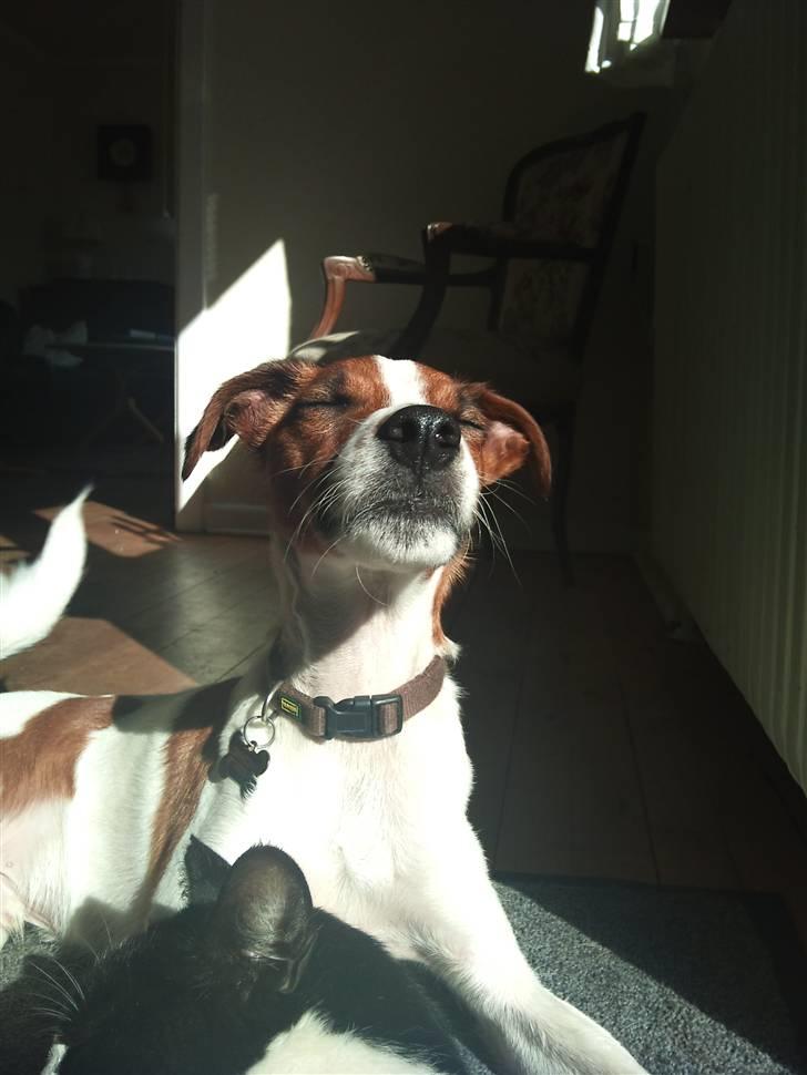 Glathåret foxterrier Foxy  billede 13