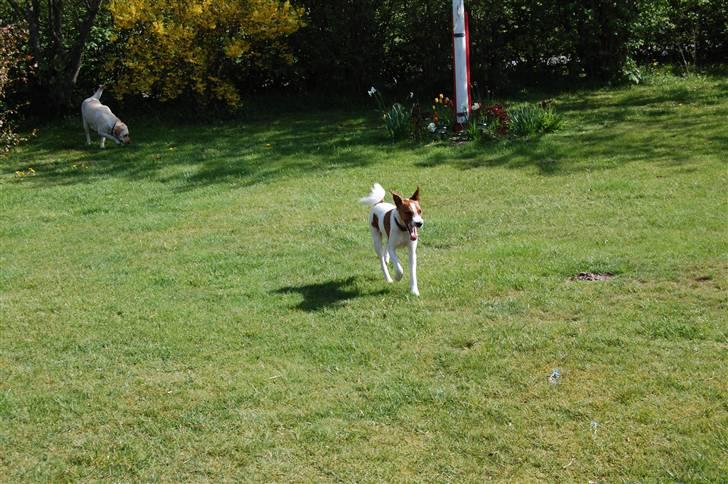 Glathåret foxterrier Foxy  billede 14