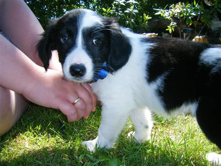 Blanding af racer Lucky billede 6