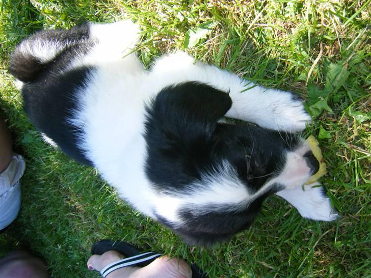 Blanding af racer Lucky billede 7