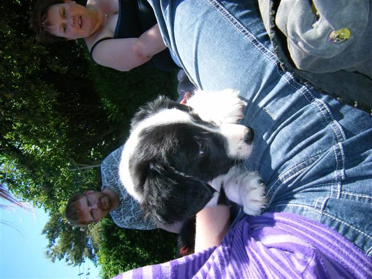 Blanding af racer Lucky billede 8