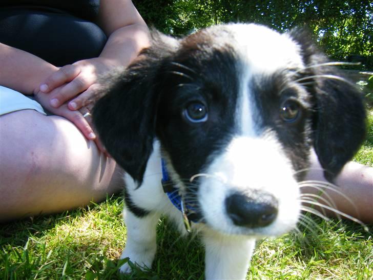 Blanding af racer Lucky billede 9