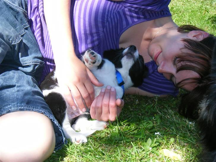 Blanding af racer Lucky billede 10