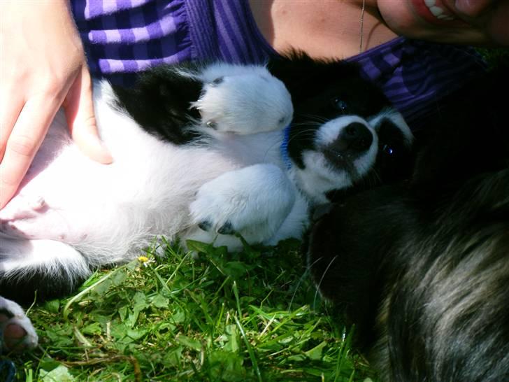 Blanding af racer Lucky billede 12