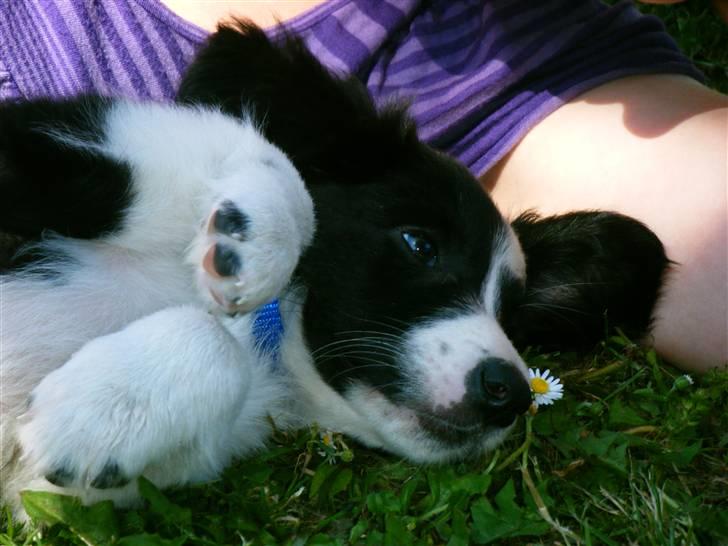 Blanding af racer Lucky billede 13