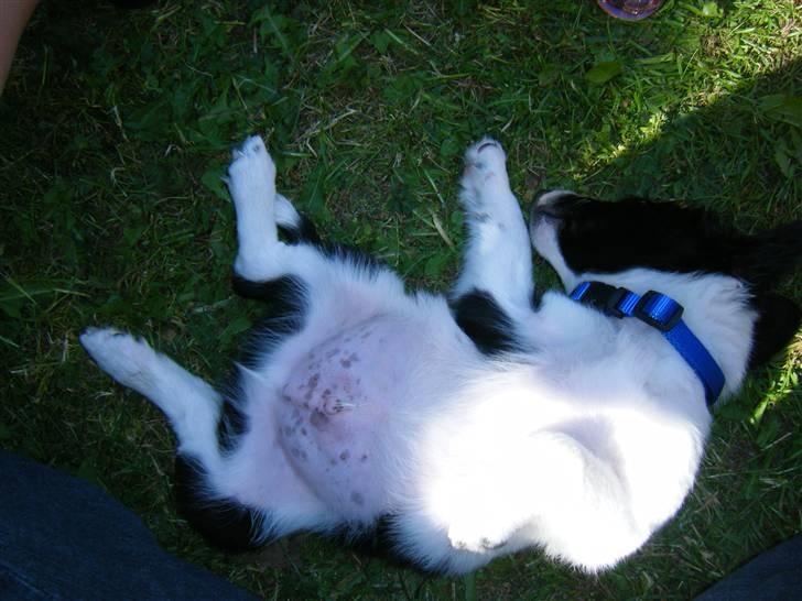 Blanding af racer Lucky billede 15