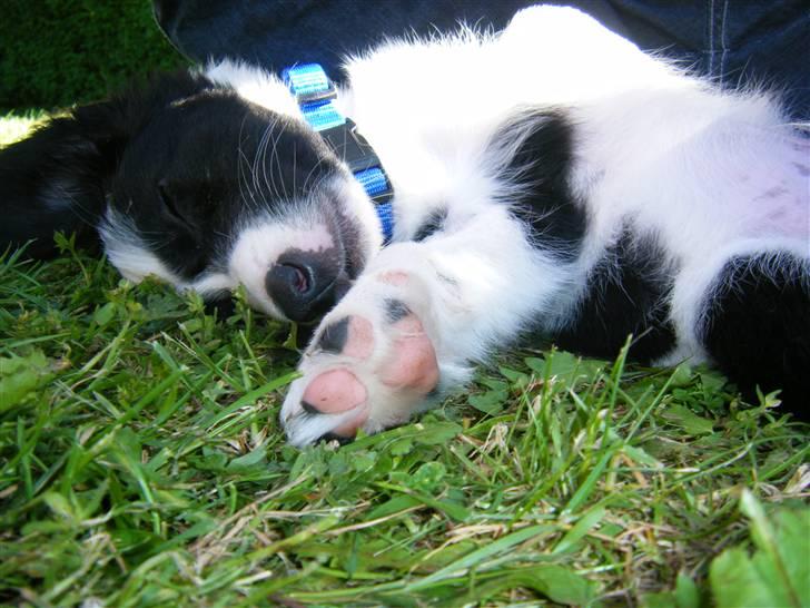 Blanding af racer Lucky billede 16