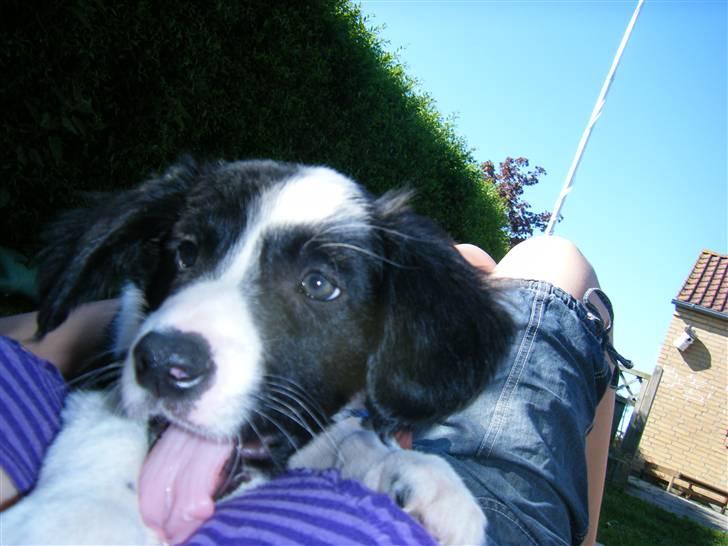 Blanding af racer Lucky billede 17