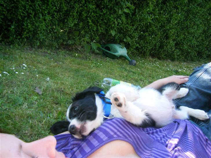 Blanding af racer Lucky billede 18