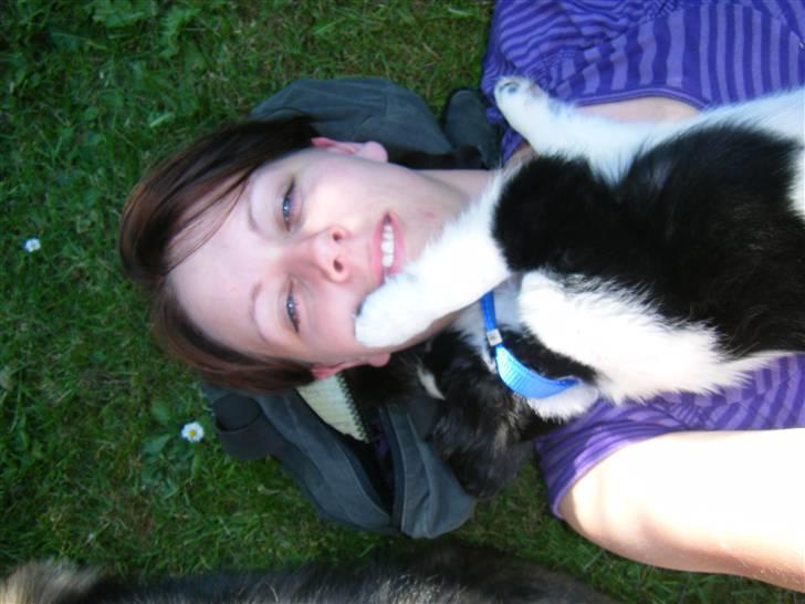 Blanding af racer Lucky billede 19