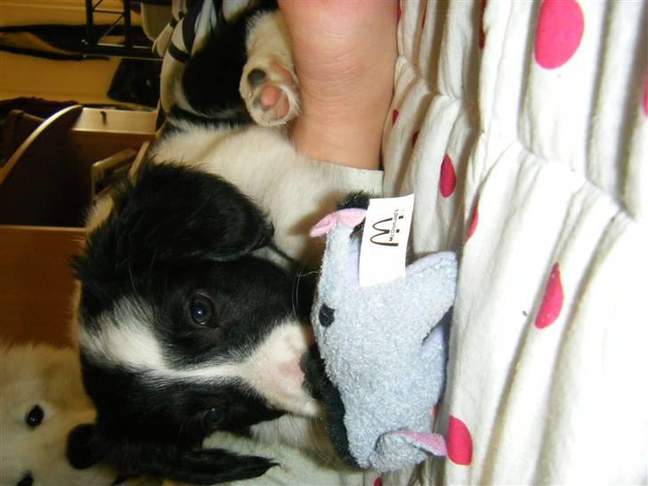 Blanding af racer Lucky billede 20