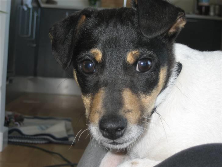 Dansk svensk gaardhund Mads billede 1