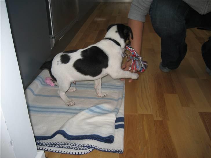 Dansk svensk gaardhund Mads billede 2